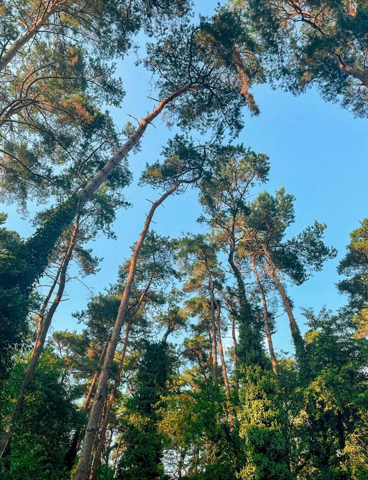 Boshuisje Pinus Sonnevijver Residences Lanaken Exteriör bild