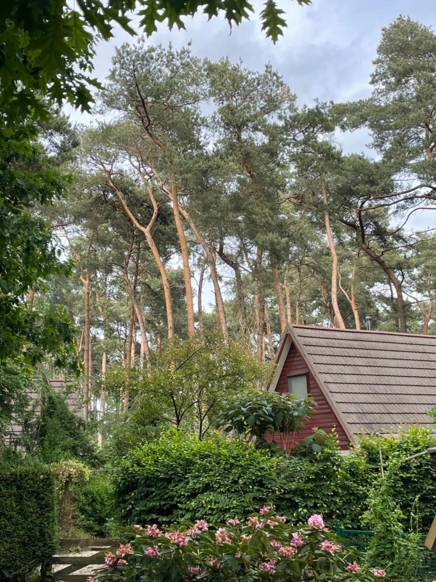 Boshuisje Pinus Sonnevijver Residences Lanaken Exteriör bild